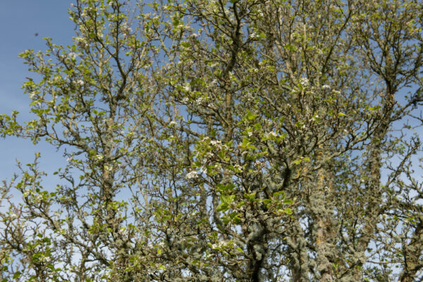 Capital Ornamental Pear