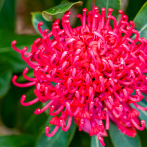 Waratah Corroboree