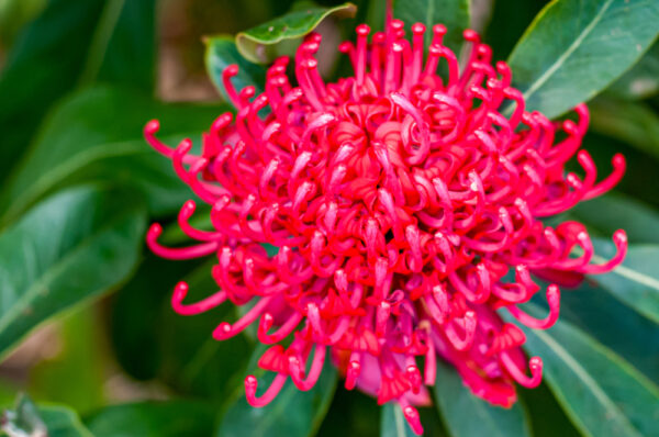Waratah Corroboree