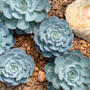 Echeveria Blue Rose