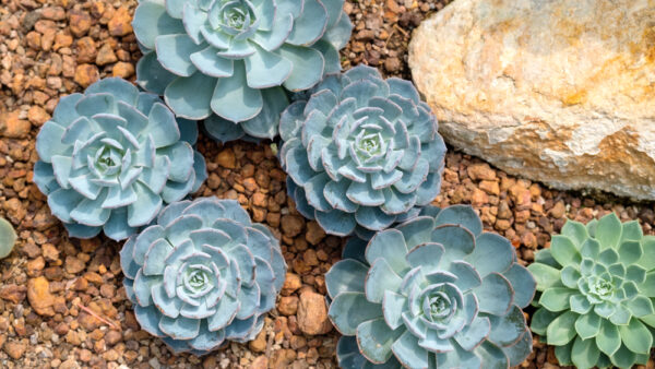Echeveria Blue Rose