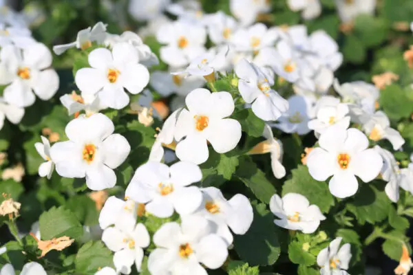 Bacopa