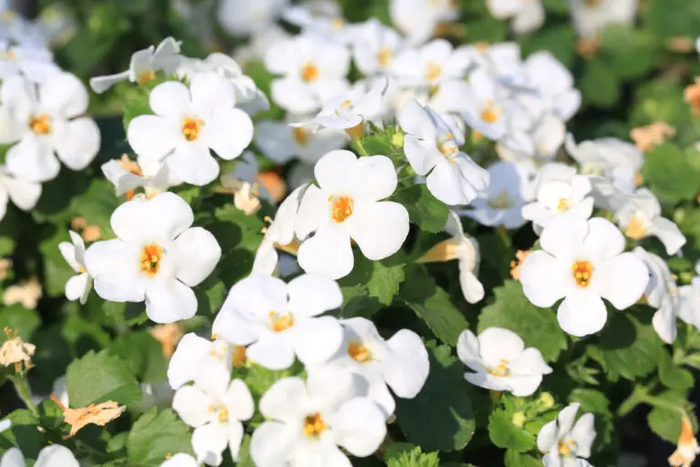 Bacopa