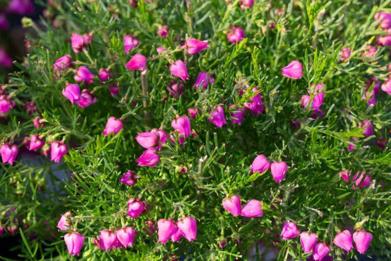 Boronia Purple Jared