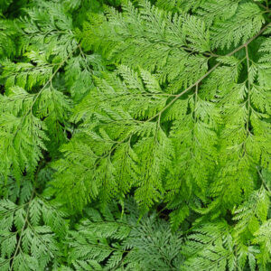 White Rabbit's Foot Fern