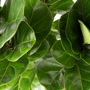 Fiddle Leaf Fig