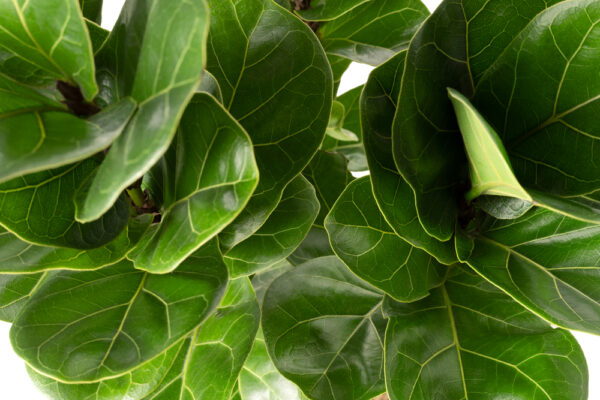 Fiddle Leaf Fig