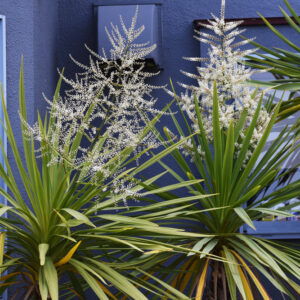 Cordyline Autumn
