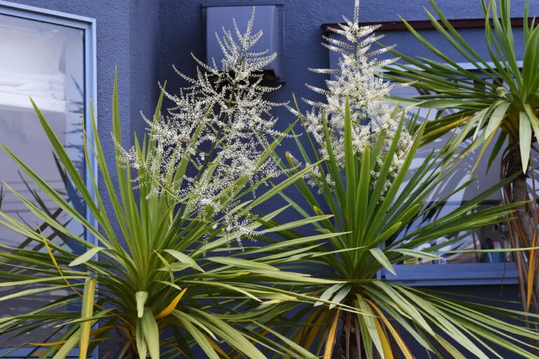 Cordyline Autumn