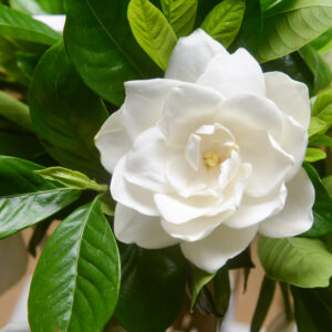 Gardenia Florida