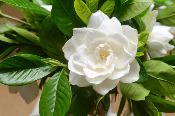 Gardenia Florida