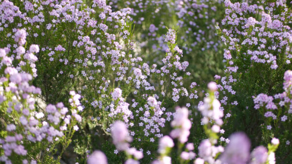 Dwarf Pink Diosma