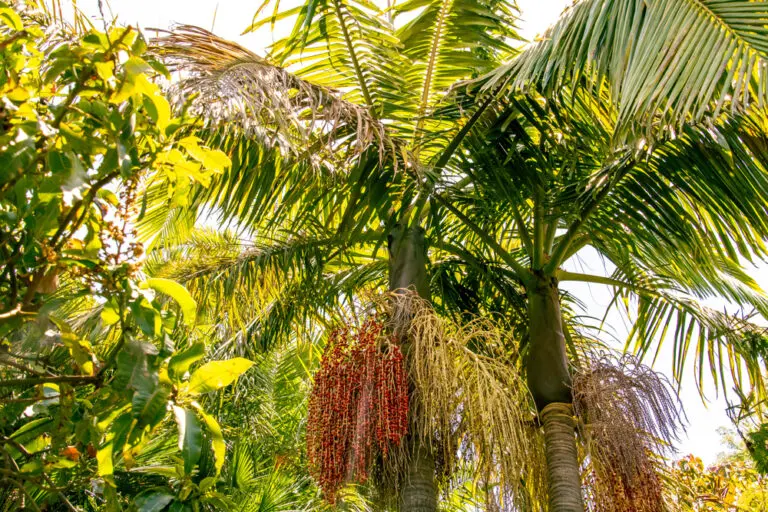 Bangalow Palm