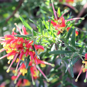 Grevillea Bonnie Prince Charlie