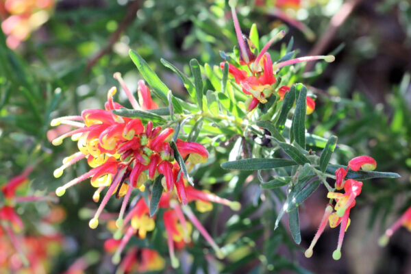 Grevillea Bonnie Prince Charlie