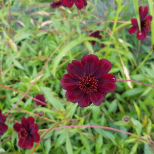 Choca Mocha Chocolate Cosmos