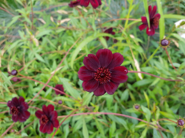 Choca Mocha Chocolate Cosmos