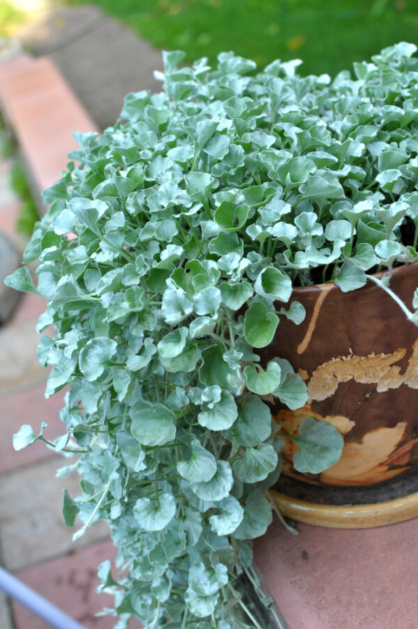 Dichondra Silver Falls - Image 2