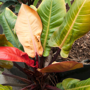 Philodendron Imperial Gold
