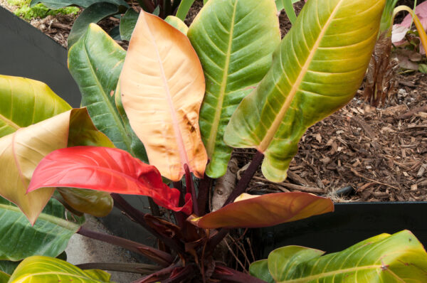 Philodendron Imperial Gold