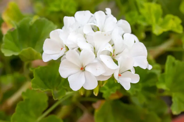Geranium