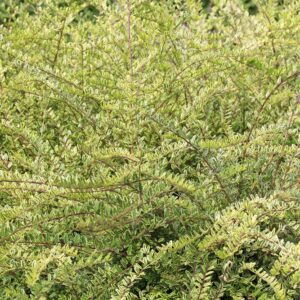 Box Leaf Privet Hedge