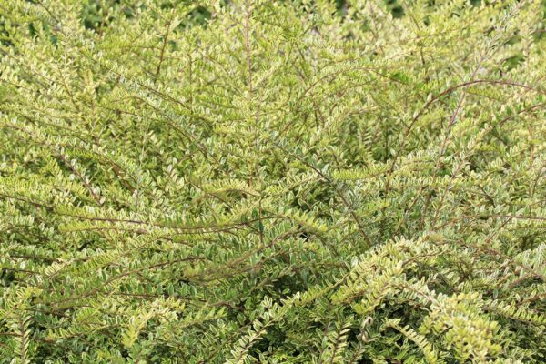 Box Leaf Privet Hedge