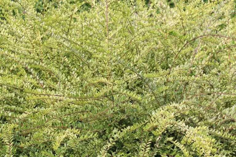 Box Leaf Privet Hedge