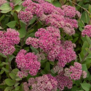 Sedum Mr Goodbud