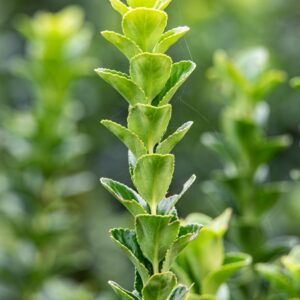 Euonymus Green Rocket