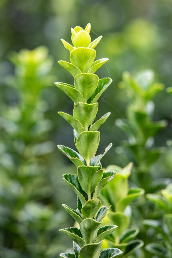 Euonymus Green Rocket