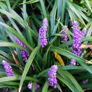Liriope Royal Purple
