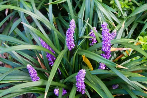 Liriope Royal Purple