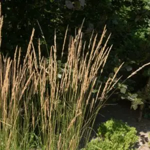 Feather Reed Grass