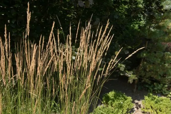 Feather Reed Grass