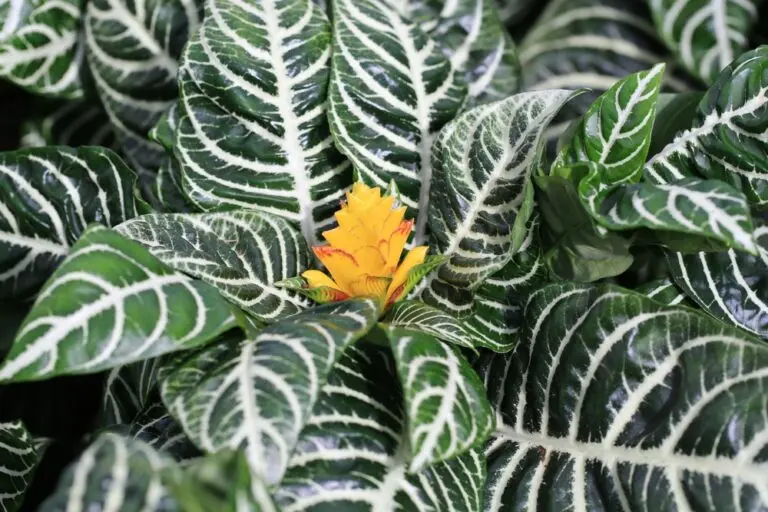 Zebra Plant