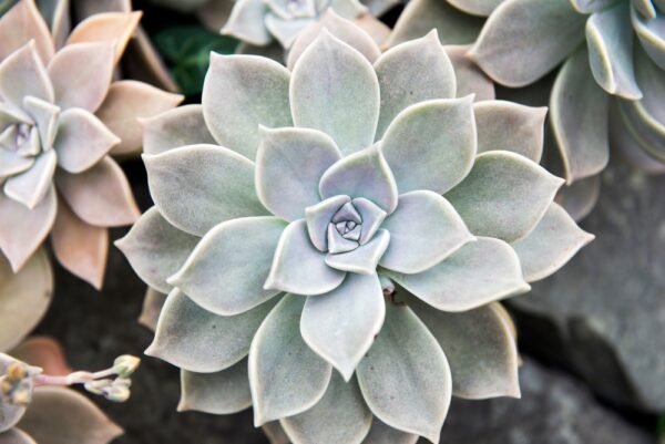 Echeveria Morning Beauty
