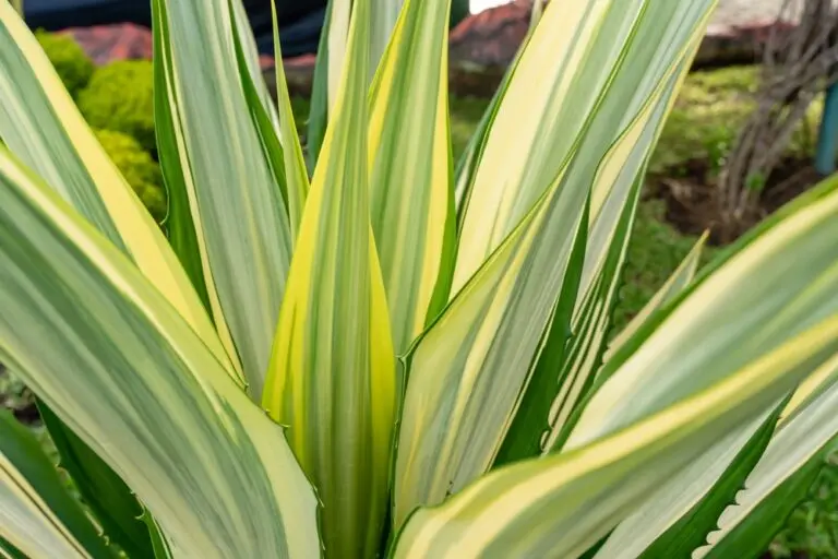 Furcraea