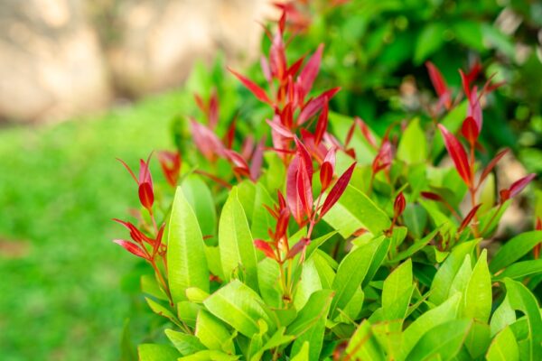 Cherry Surprise Lilly Pilly