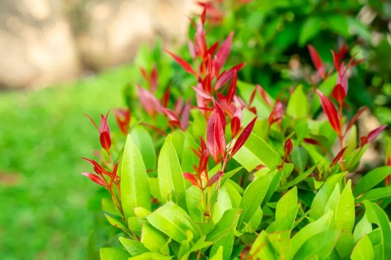 Cherry Surprise Lilly Pilly