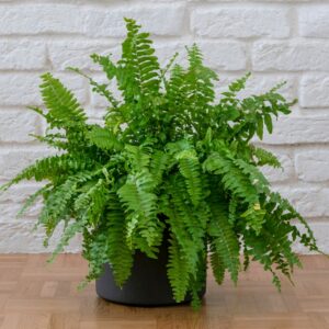 Fluffy Ruffle Fern