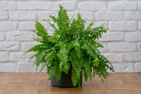 Fluffy Ruffle Fern