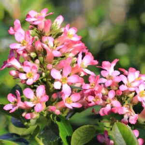 Escallonia Pink Pixie