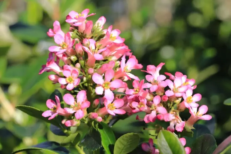 Escallonia Pink Pixie