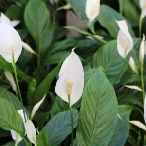 Spathiphyllum Sweet Chico