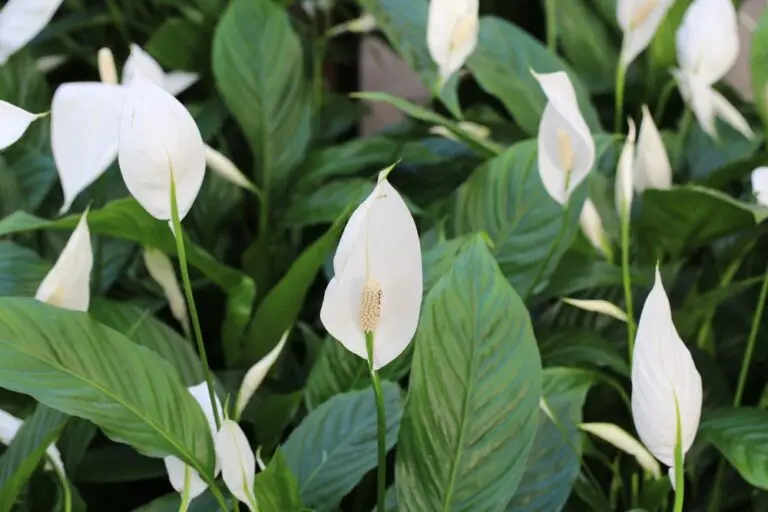 Spathiphyllum Sweet Chico