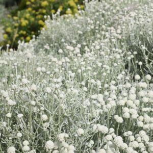 Silver Nugget Cushion Bush