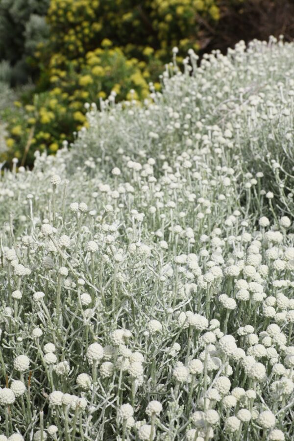Silver Nugget Cushion Bush