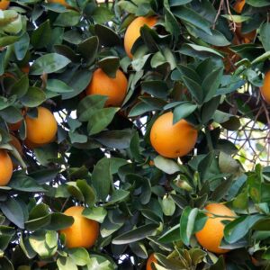 Washington Navel Orange