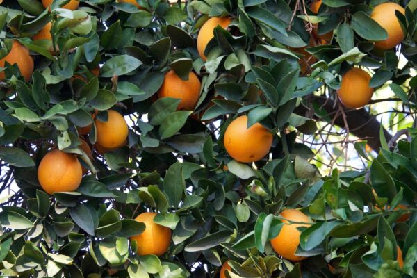 Washington Navel Orange